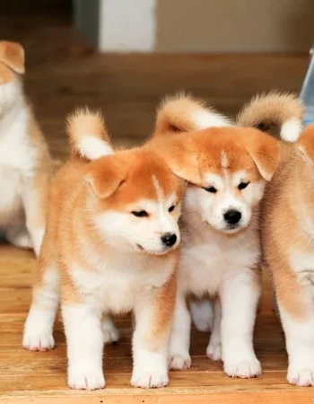 Akita-inu