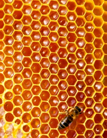 Honeycomb