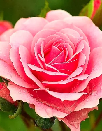 Rose Lovely Pink