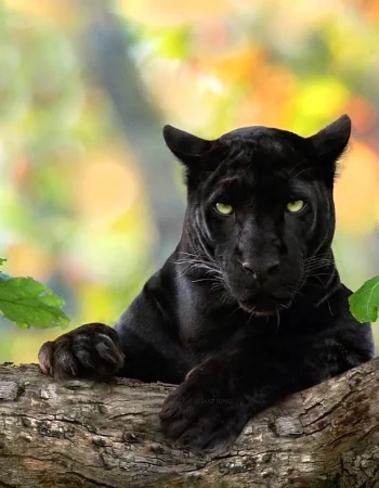 Panther Bagheera