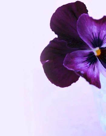 Pansy