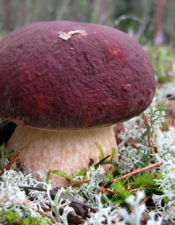 Qo'ziqorin qo'ziqorini Boletus