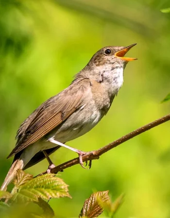 Oddiy bulbul Luscinia Luscinia