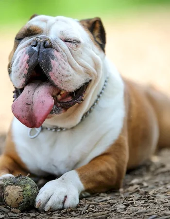 English Bulldog Dog