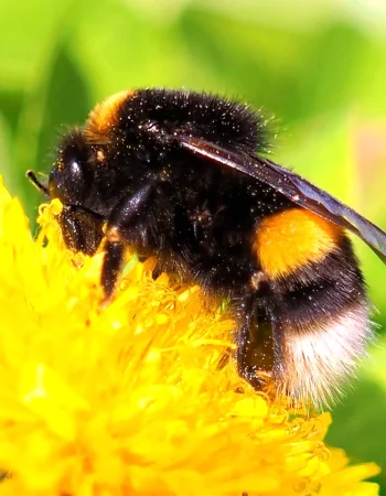 Ground Bumblebee Bombus terrestris