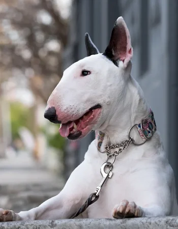 Bull Terrier