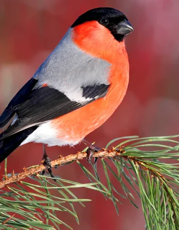 Common bullfinch pyrrhula pyrrhula