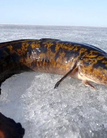 Baykal burbot