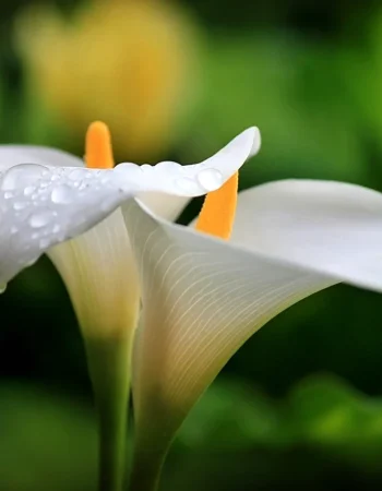 Lilies Calla