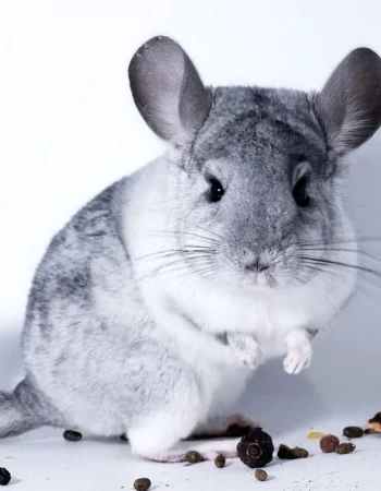 Chinchilla agouti