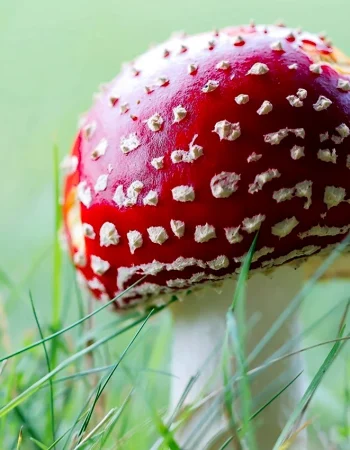 Amanita muscaria