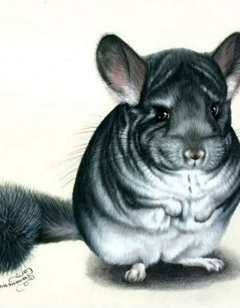 Akvareldagi chinchilla