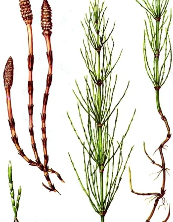 Horsetail Equisetum arvense