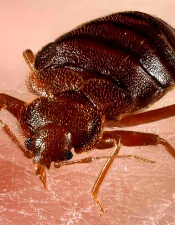 Bedbug Cimex lectularius