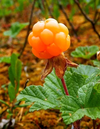 Cloudberry berry