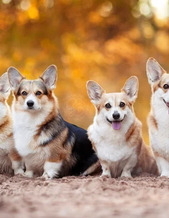 Welsh Corgi Pembroke