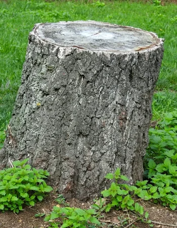 Stump