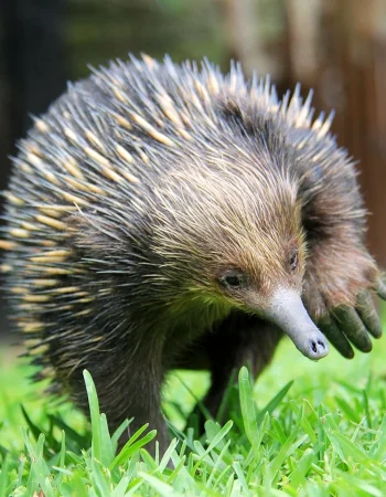 Avstraliya echidna