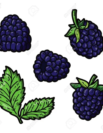 Blackberries vektor