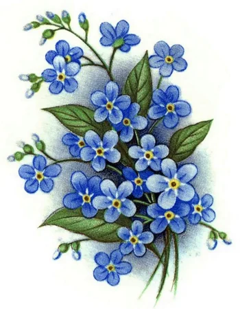 Forget-me-not drawing