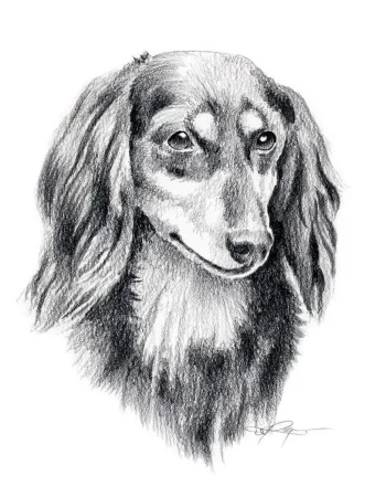 Dachshund sketch