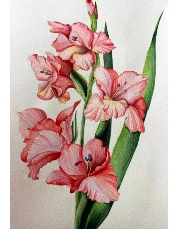 Iris amaryllis