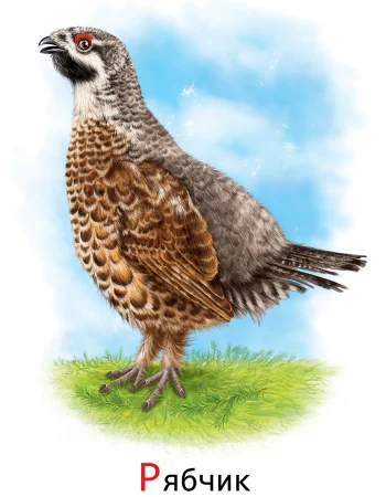 Hazel grouse qushi