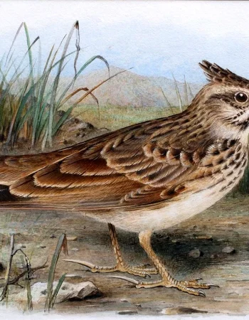 Bolalar uchun lark