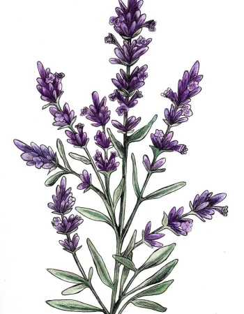 Lavanda angustifolia Botanika tasviri