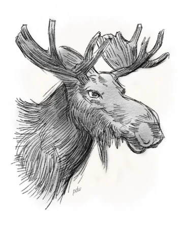 Moose drawing