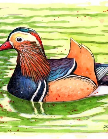 Mandarin o'rdak chizish