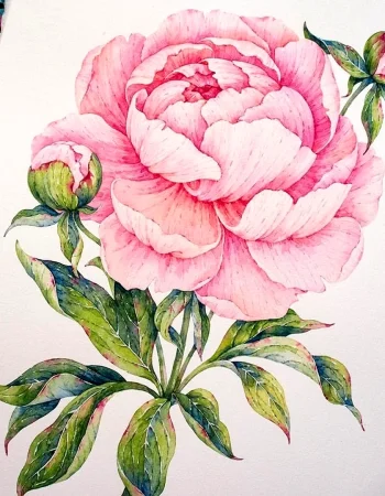 Litografiya peonies