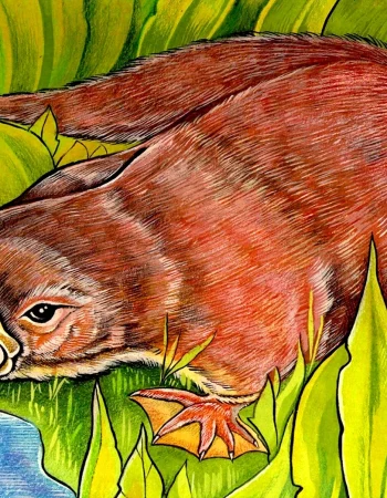 Platypus rasmlari