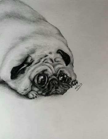 Pug drawing