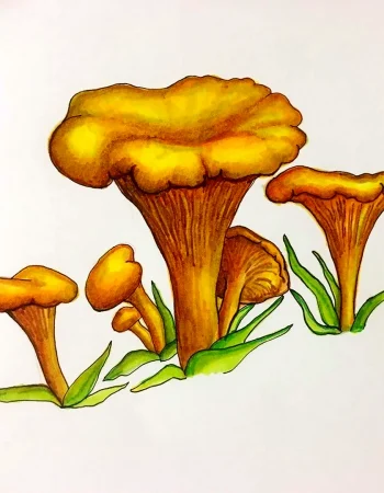 Chanterelle Yaylovi qo'ziqorini chizmalar