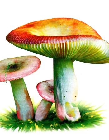 Russula qo'ziqorini