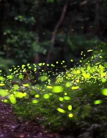 Firefly Bioluminescence