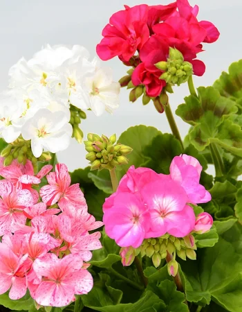 Pelargonium geranium