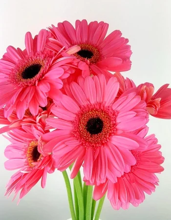 Gerbera Mariatta