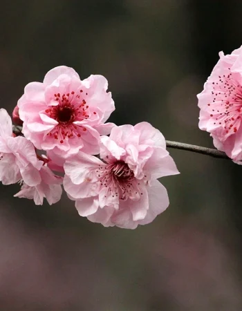 Cherry blossom flower