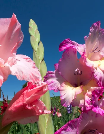 Gladiolus Emerald Ripple