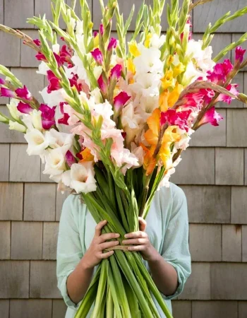 Gladioli guldastasi