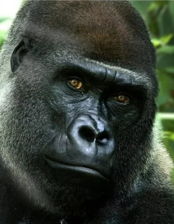 Afrika gorilla