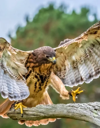 Falcon Peregrine Hawk Kite