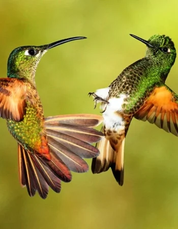 Keng qanotli Hummingbird