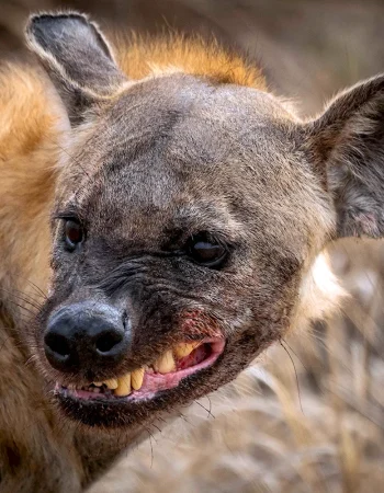 Hyena grin