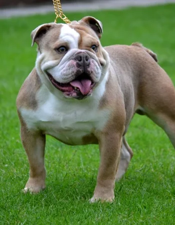 Ingliz Bulldog it zoti