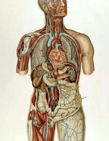 Inson anatomik atlas