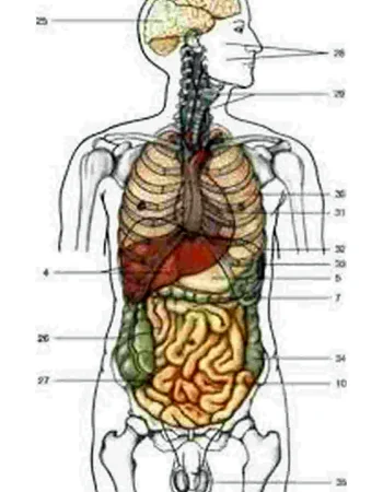 Inson anatomiyasi ichki organlar