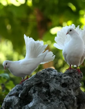 Royal Peacock Dove